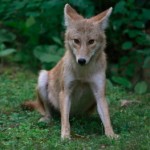 Coyote at Rest