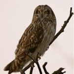 Marsh Owl