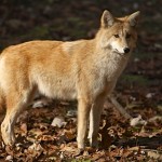 Contrast of a Coyote