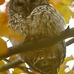 Beached with a Barred