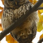 Fluffed Feather