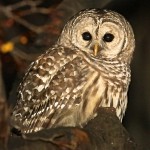 Perched over the Pond