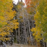 Inbetween the Aspens