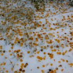 Floor Covered Leaves