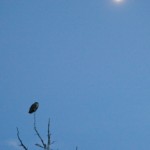 Owl with Moon