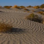 Ripples in the Sand