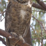 Presiding Owl