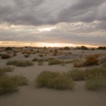 Desert Grass