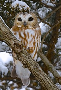 Saw Whet Owl