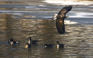 Bald Eagle (immature), Canada Geese