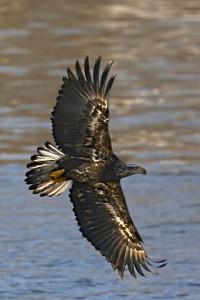 Bald Eagle (immature)