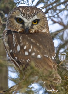 Saw Whet Owl