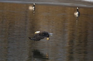 Bald Eagle & Canada Geese