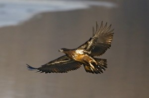 Bald Eagle ( immature)