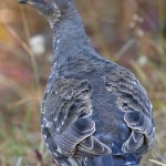 Grouse’s Back