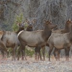 Gaggle of Female Elk