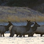 Bull Leading the Herd