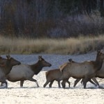 Elk Along the River